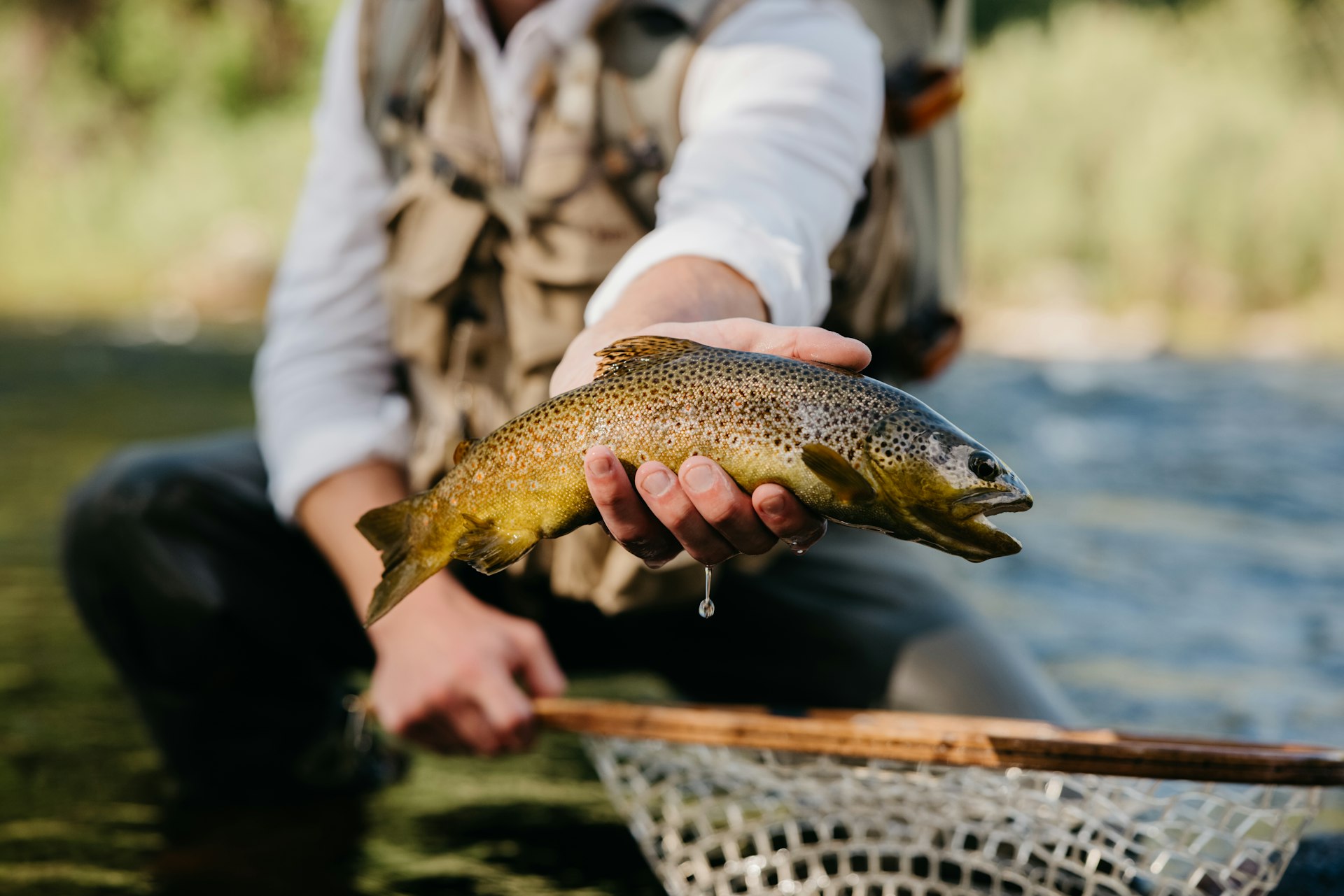 angler holding a brown trout over the net